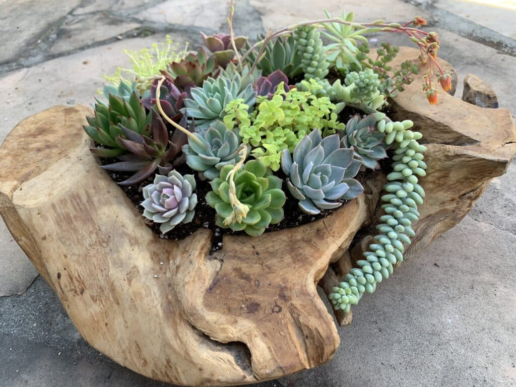 10 Gorgeous Succulent Wood Planter Ideas For Your Home! pertaining to The Art of Displaying Succulent 1 on Rugged Wooden Blocks Creative Ideas