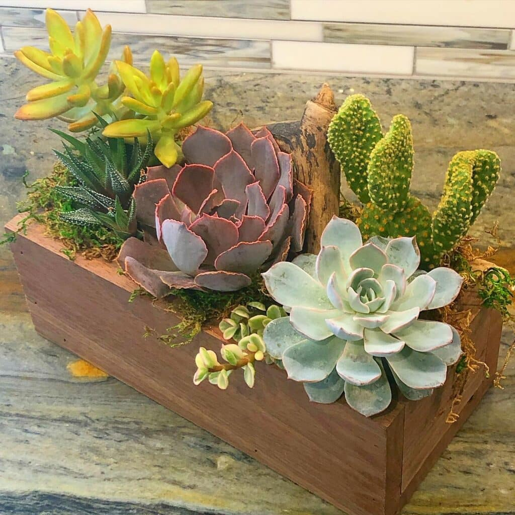 10 Gorgeous Succulent Wood Planter Ideas For Your Home! throughout The Art of Displaying Succulent 1 on Rugged Wooden Blocks Creative Ideas