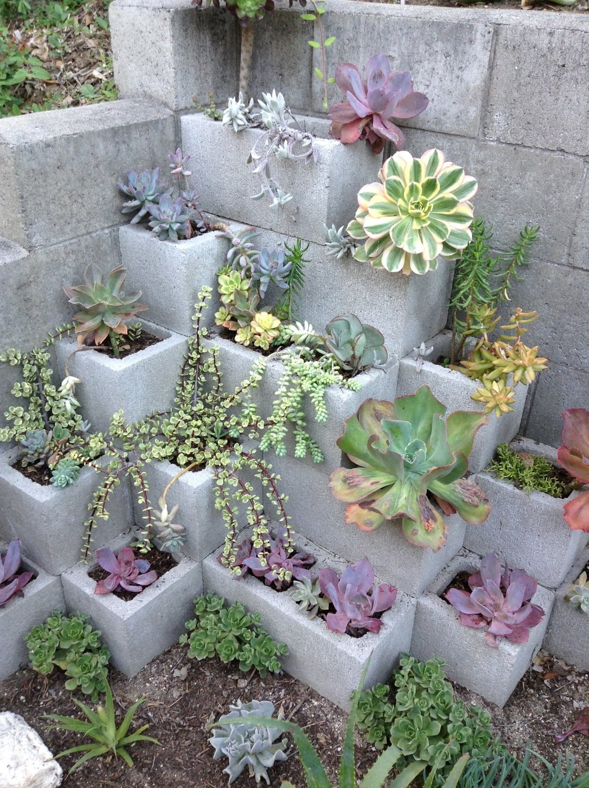 50 Best Succulent Garden Ideas For 2018 regarding The Art of Displaying Succulent 1 on Rugged Wooden Blocks Creative Ideas