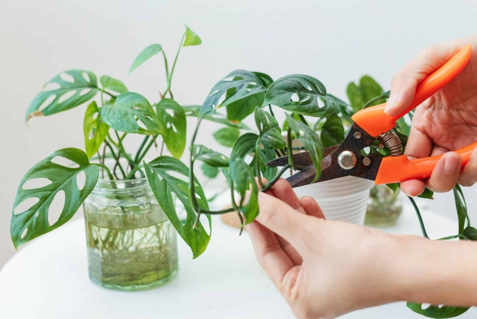 A Detailed Guide To Plant Propagation Methods with Essential Tools and Techniques for Plant Propagation at Home
