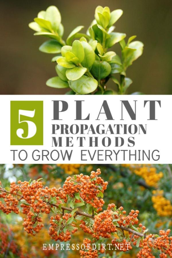 Essential Propagation Methods To Grow Everything | Propagating Plants ... in Essential Tools and Techniques for Plant Propagation at Home