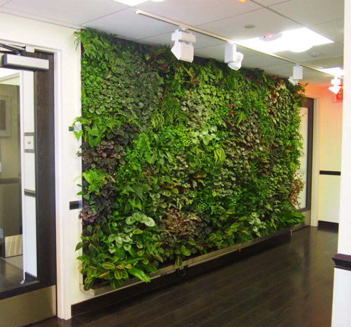 Five Plants Ideal For An Interior Green Wall with regard to