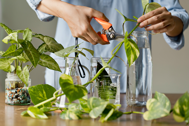 Grow A Plant From A Plant, 4 Essential Products For At-Home Propagation ... with