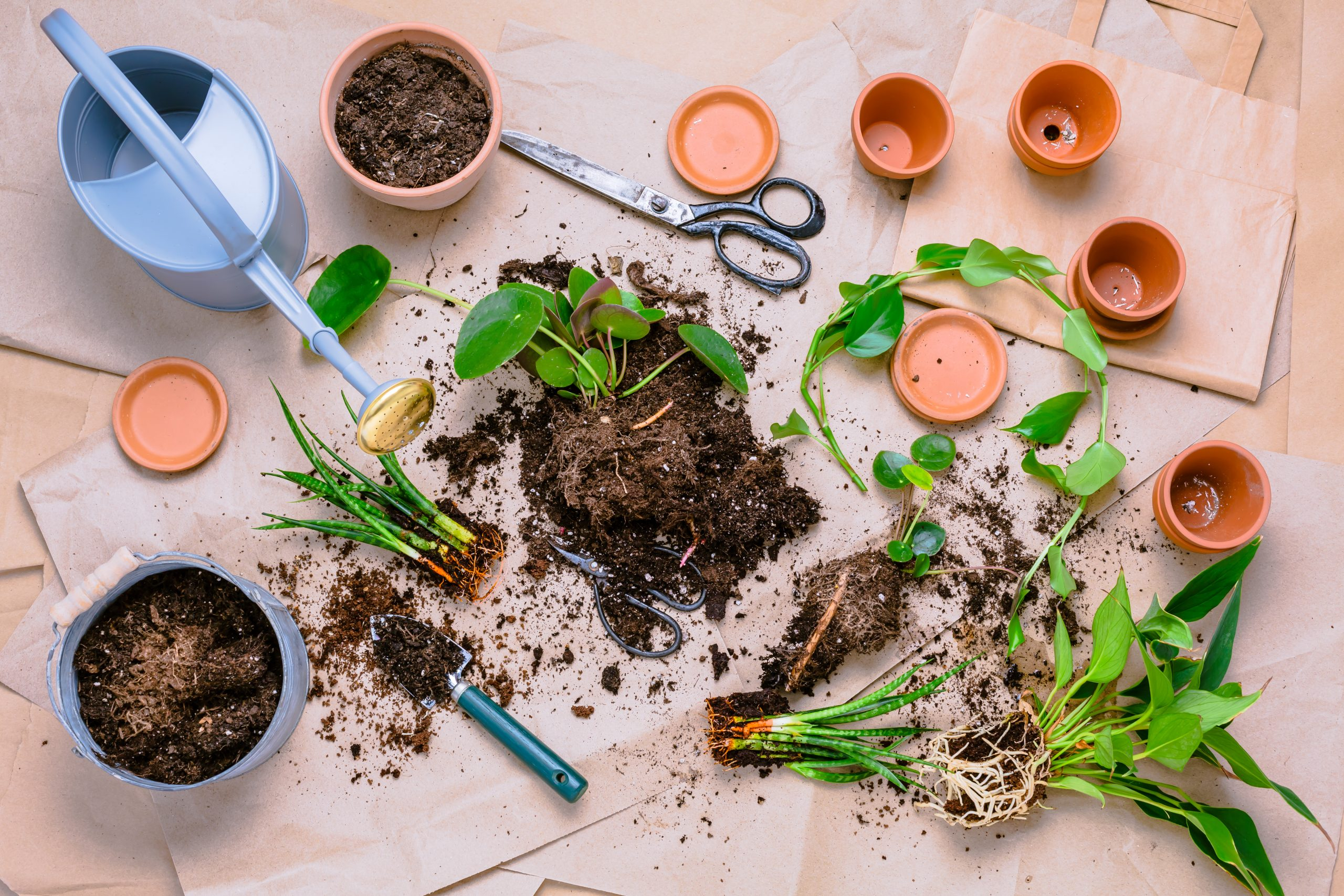 How To Propagate Plants - Landscaping Blog pertaining to