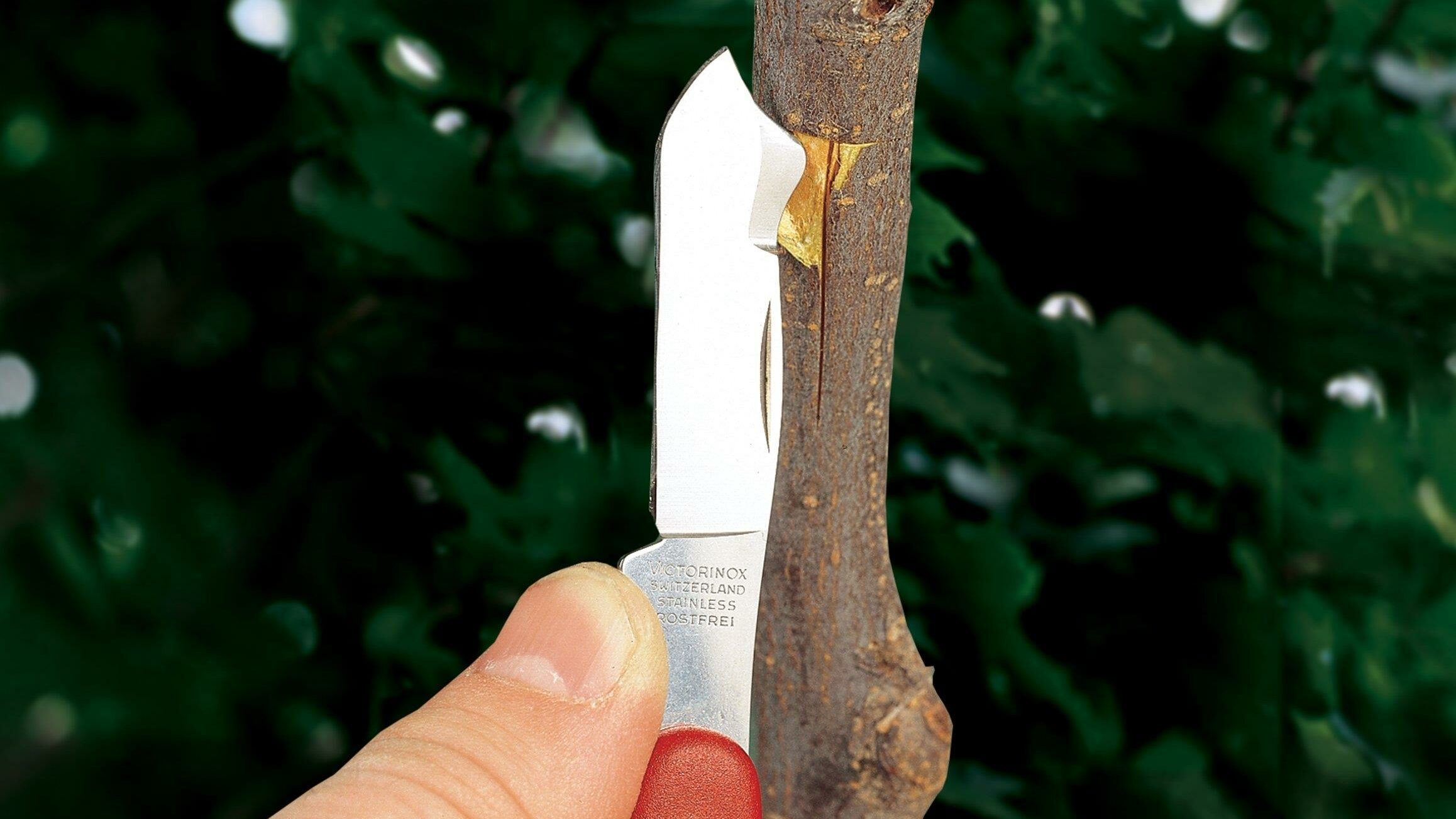 Plant Propagation Equipment: 16 Necessary And Nice To Have Gardening ... in Essential Tools and Techniques for Plant Propagation at Home