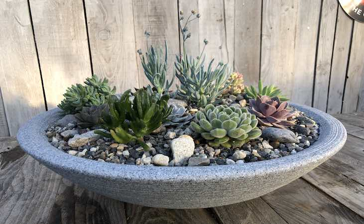 Planting A Succulent Display with The Art of Displaying Succulent 1 on Rugged Wooden Blocks Creative Ideas