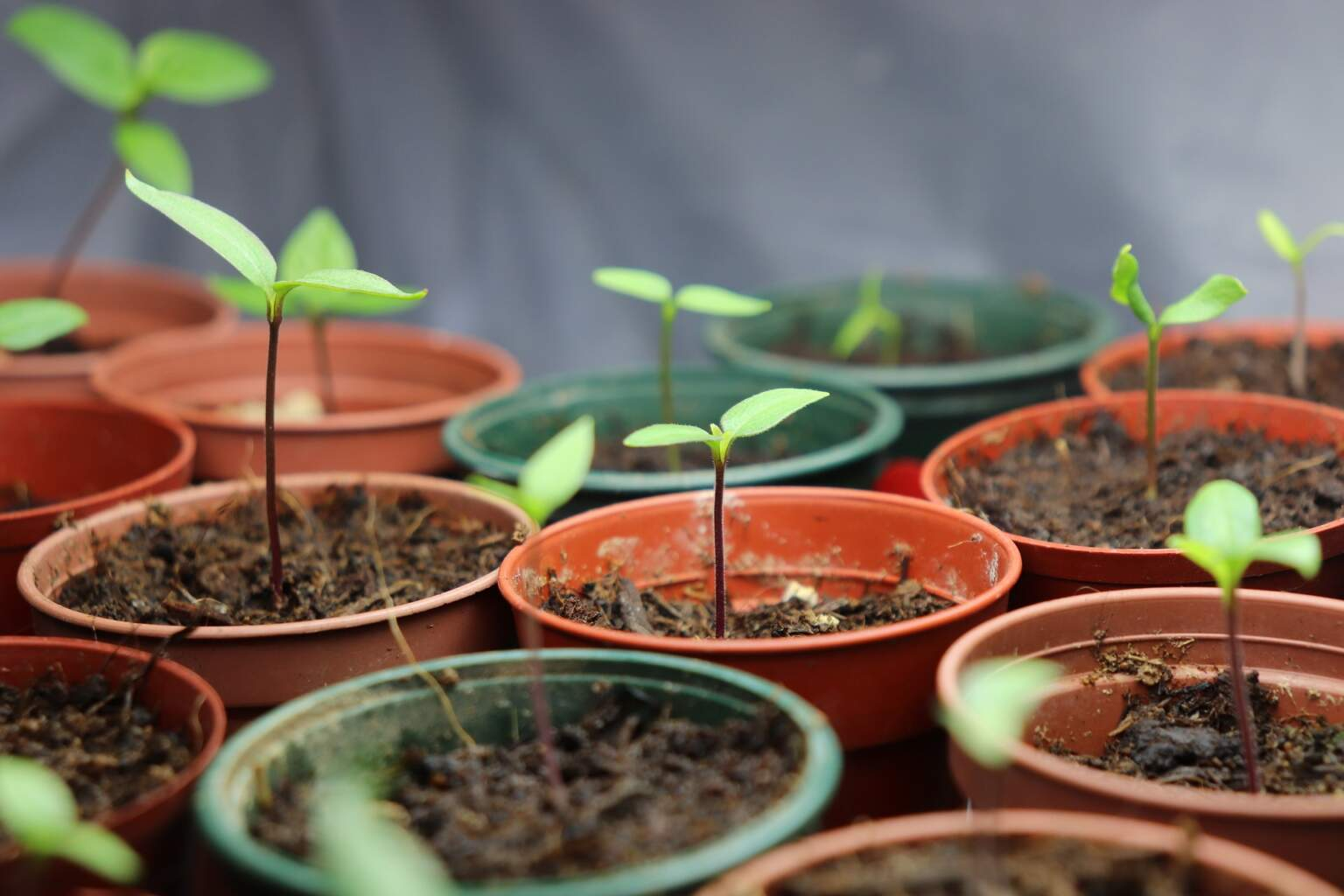 The Different Types Of Plant Propagation Techniques And How To Do Them ... in