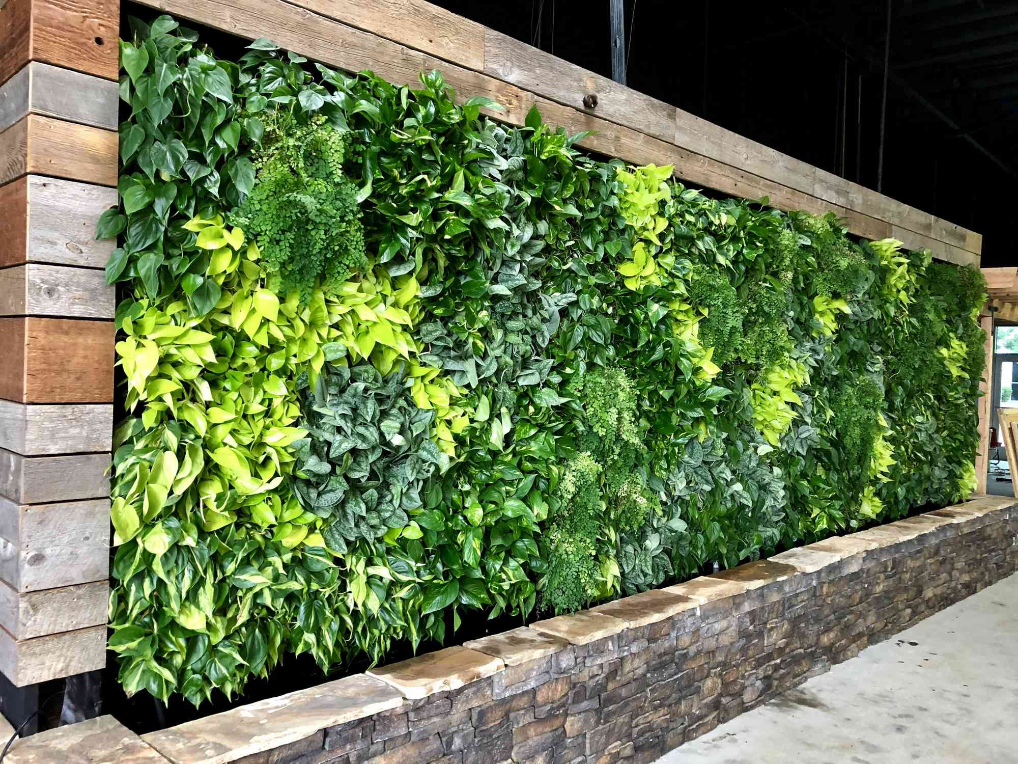 What Are The Good Plants For Green Walls pertaining to
