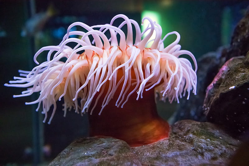 Anemones - Seattle Aquarium with Living with the Dark Brown Anemone Dresser Practical Beauty for Any Space