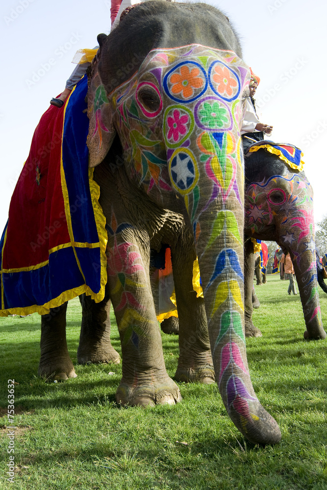 Painted Indian Elephants within