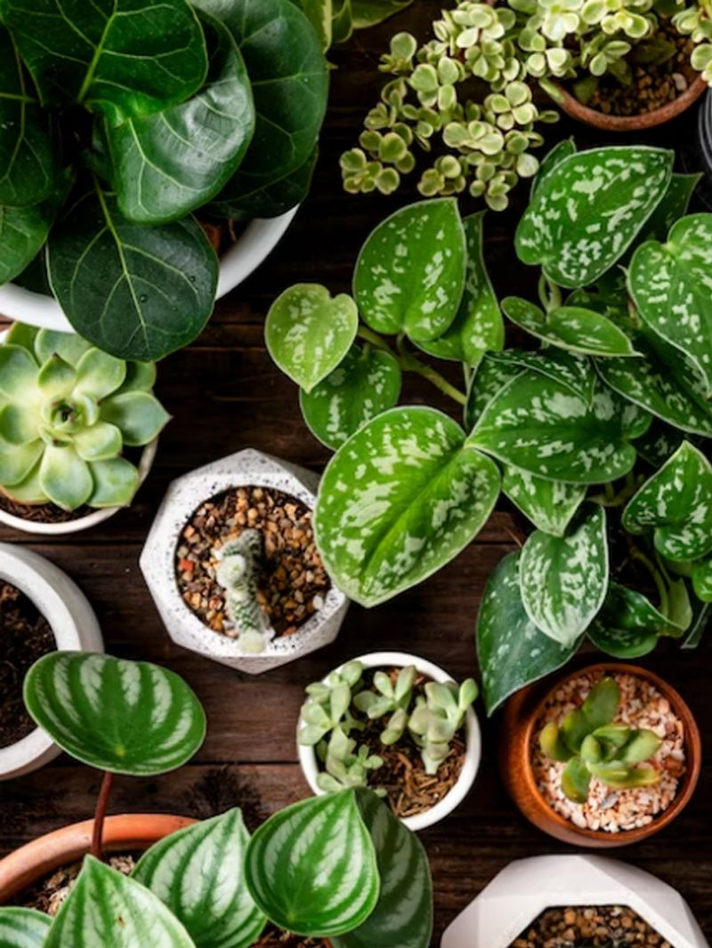 Gardening Secrets Unveiled: 7 Tips For Lush And Thriving Garden with regard to