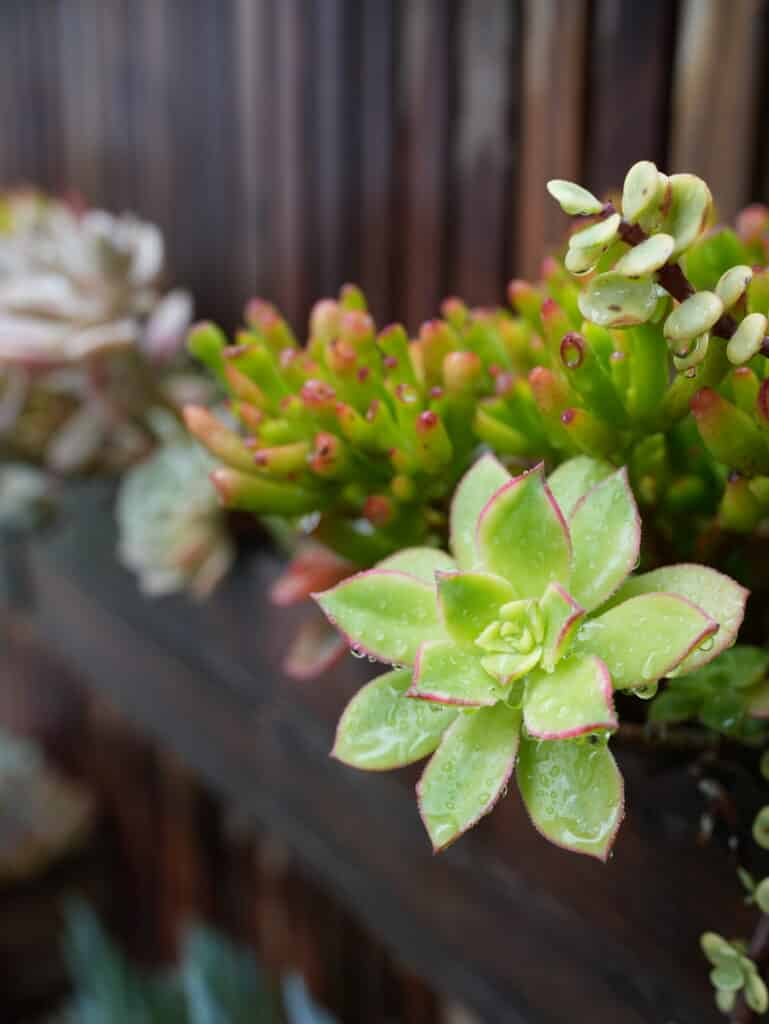 The Secret To Thriving Succulents: A Beginner’s Guide To Healthy, Happy ... in