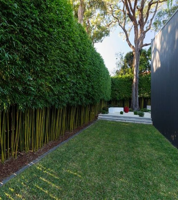 12 Garden Hedge Plants For Privacy throughout Beyond the Hedge Discovering 12 Inspiring Garden Wall and Fence Ideas