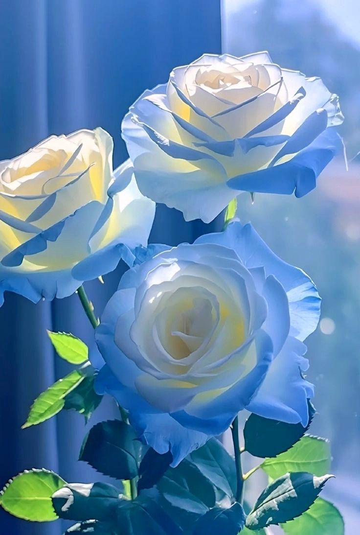 Blue And White Roses In A Vase regarding