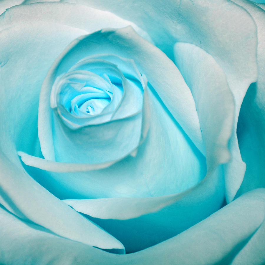 Ice Blue Rose Photograph By Pixie Copley - Fine Art America intended for The Artistry Behind the Ice Blue Roseto HEMIR62859 Mirror