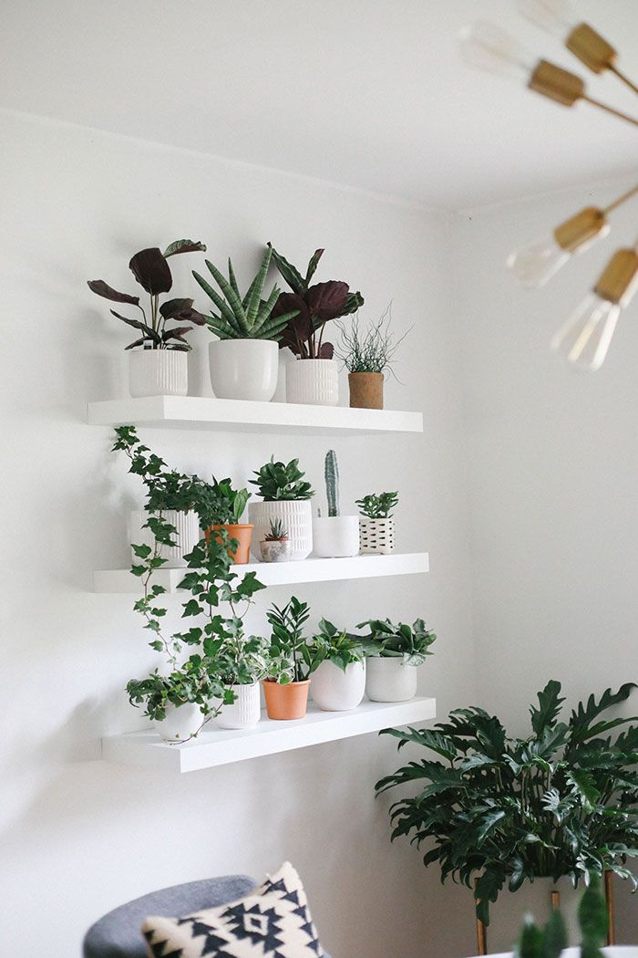 22 Plant Shelf Ideas That Are Perfectly Styled for How to Design Beautiful Plant Shelves That Actually Work