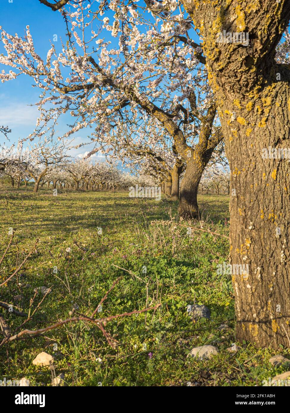 Almond Tree In Full Bloom Stock Photo - Alamy within Full Bloom I