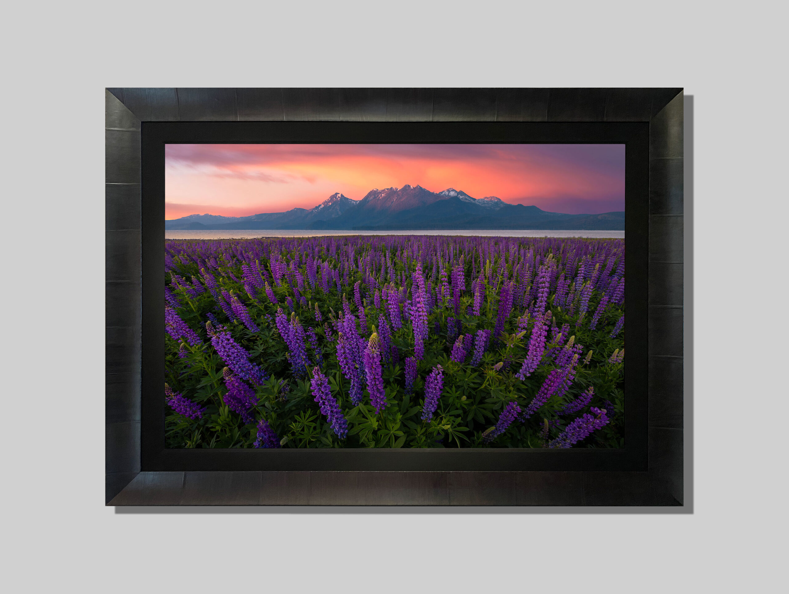 Full Bloom | Fields & Flowers | Marlon Holden Fine Art in Full Bloom I