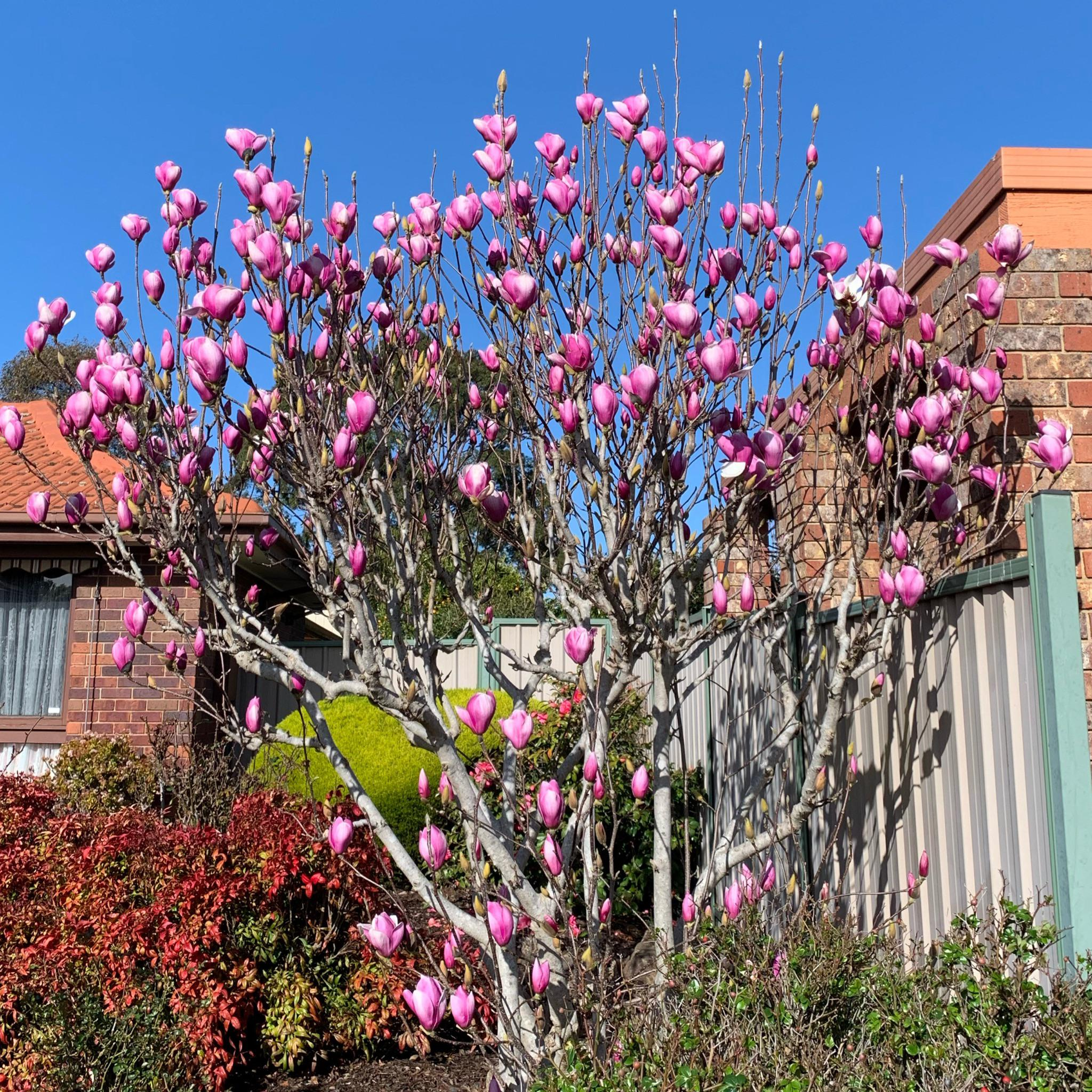 Magnolia In Full Bloom : Melbourne pertaining to From Seed to Flourish How Full Bloom I Fosters Personal Development
