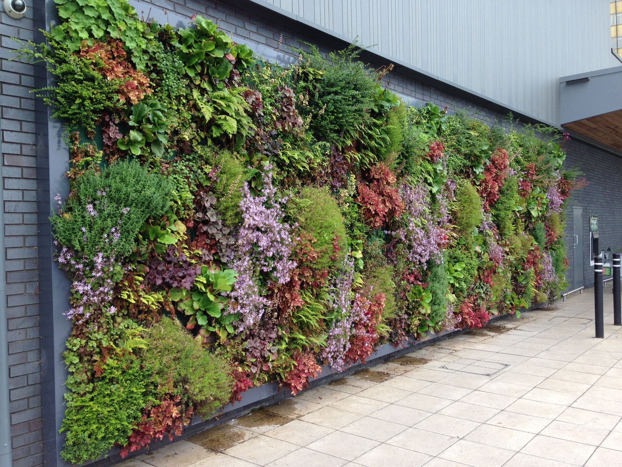 Preserved Green Wall - Living - Hedera Screens - Natural / Foliage / Flower within Your Guide to a Thriving Living Wall on Your Patio or Side Yard