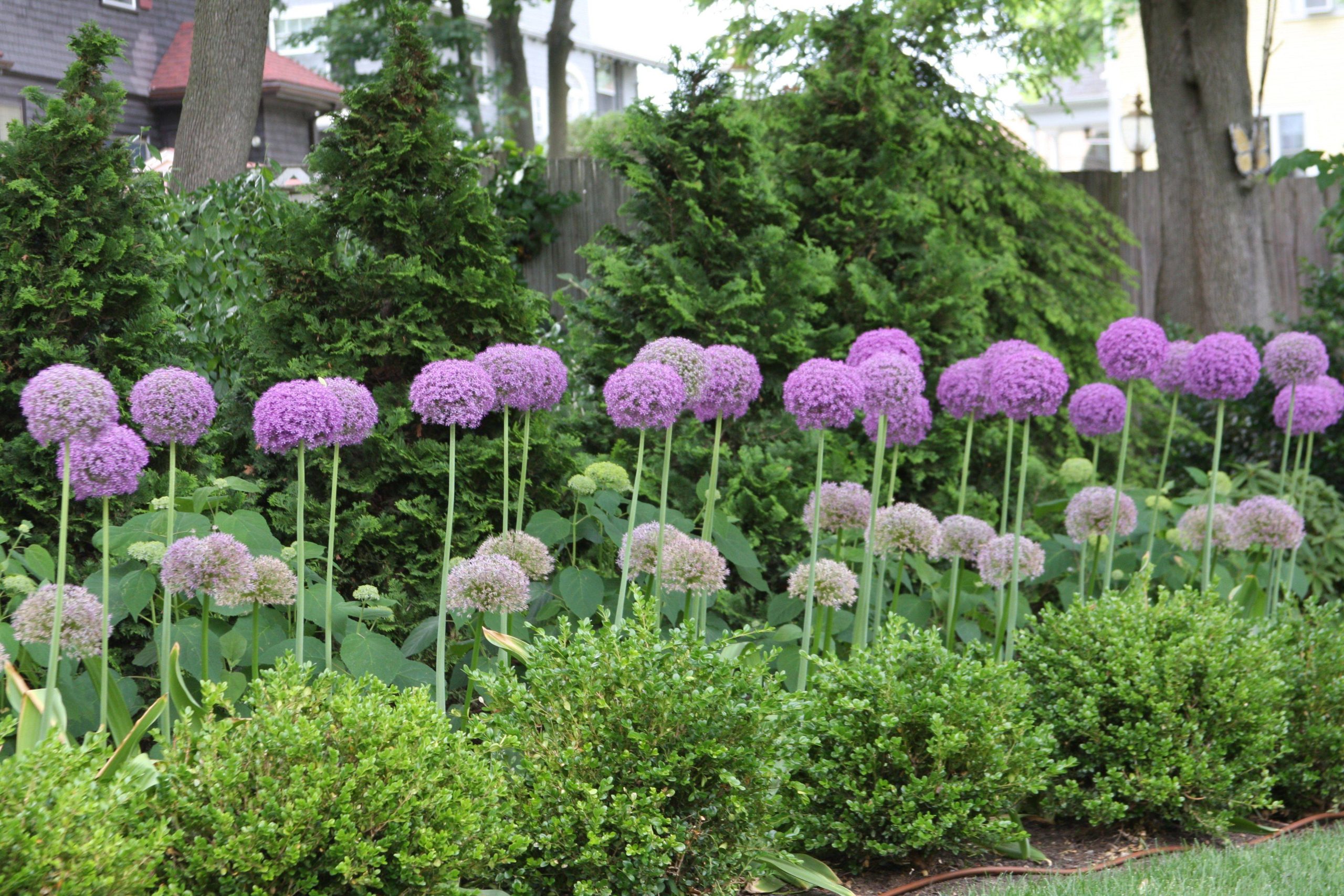 19 Allium Garden Design Ideas You Should Check | Sharonsable regarding Allium Garden Design