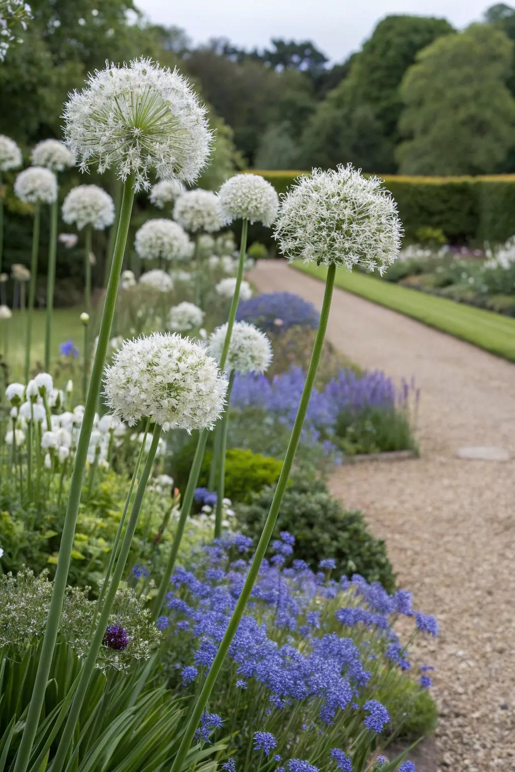 19+ Inspiring Allium Garden Design Ideas in Allium Garden Design