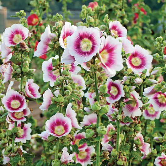 Growing Hollyhocks: Planting & Caring For Hollyhock Flowers | Garden Design intended for Hollyhock Garden Design