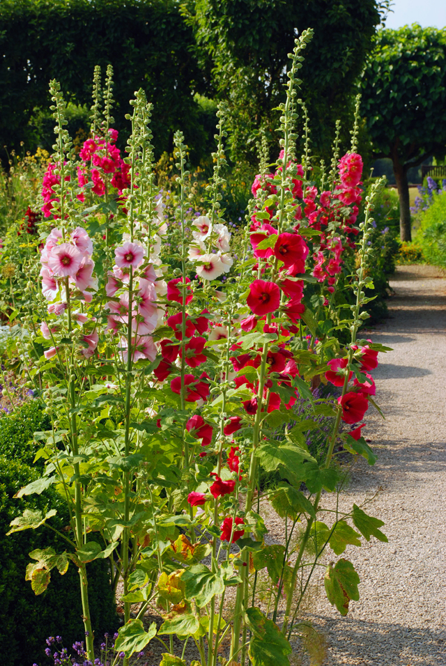 Hollyhocks | Lisa Cox Garden Designs Blog inside Hollyhock Garden Design