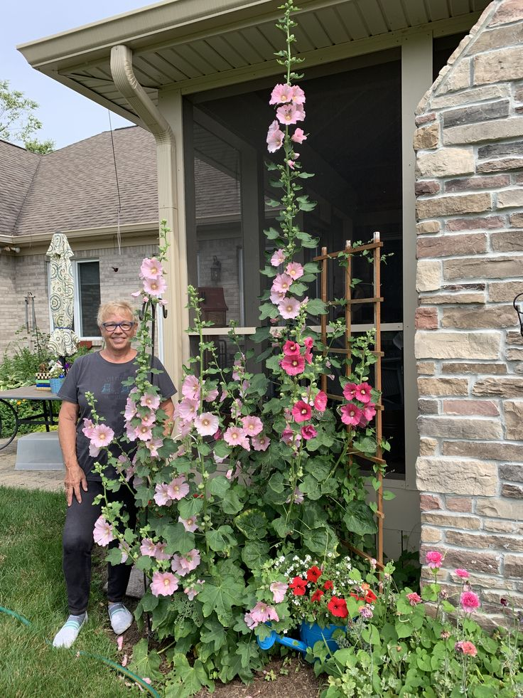 Pin By Amanda Wood-Spencer On Gardening | Hollyhocks Flowers, Garden ... with Transforming your backyard with colorful hollyhock spires that guide visitors with ease